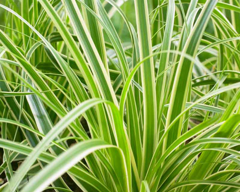 Carex oshimensis 'Evercream' (Japanese Sedge)